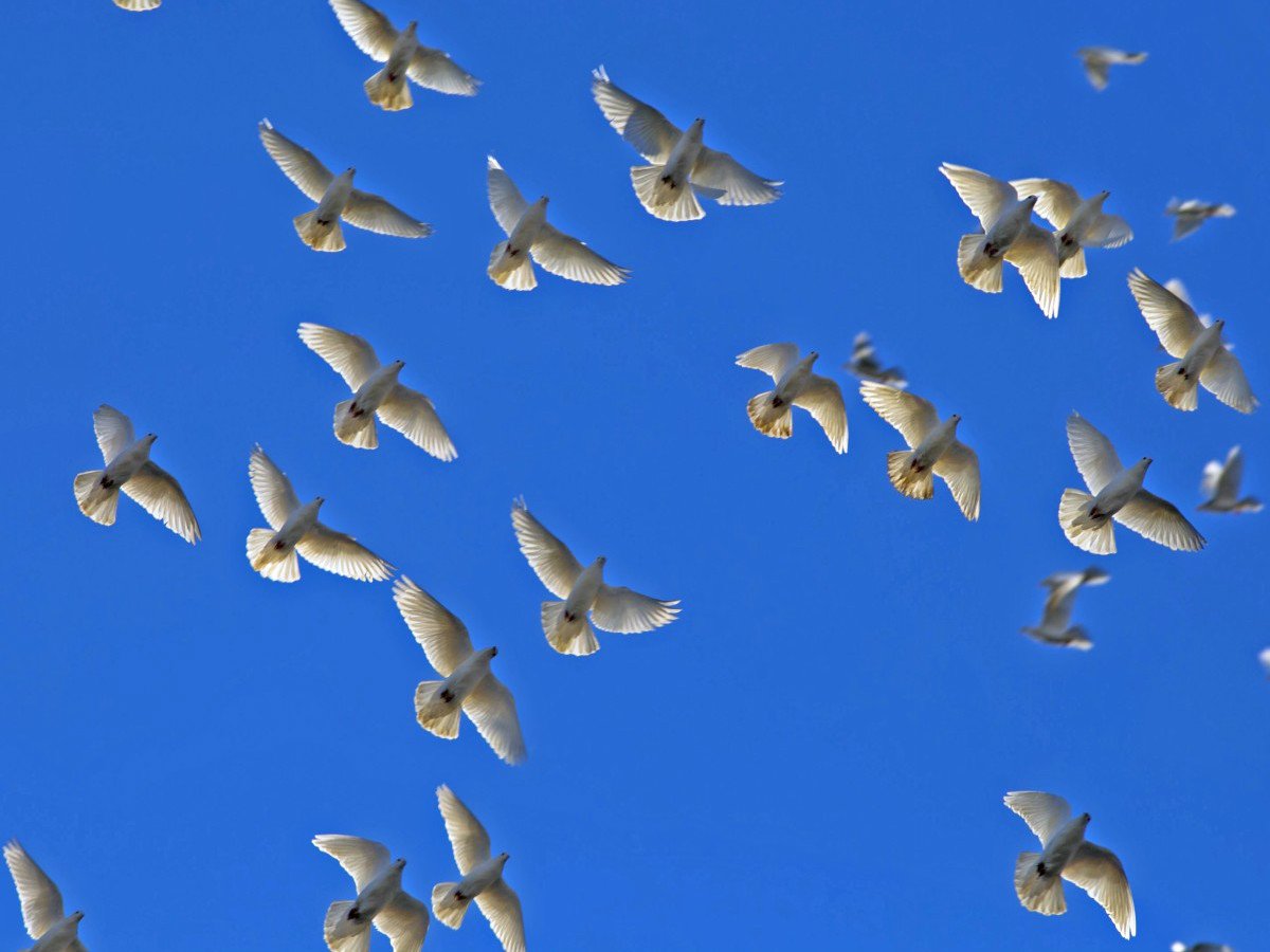 Стая голубей