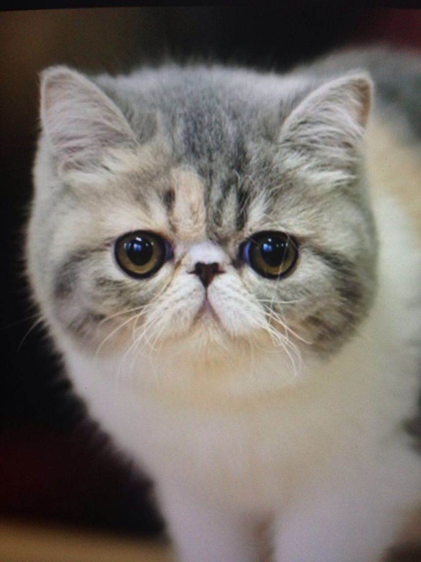 Экзотическая короткошерстная (exotic Shorthair) кошка.