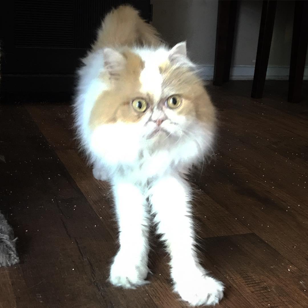 Кошка с недовольной мордой