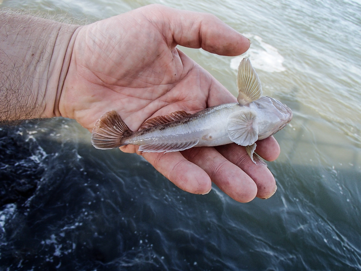 Бычок кругляк рыба