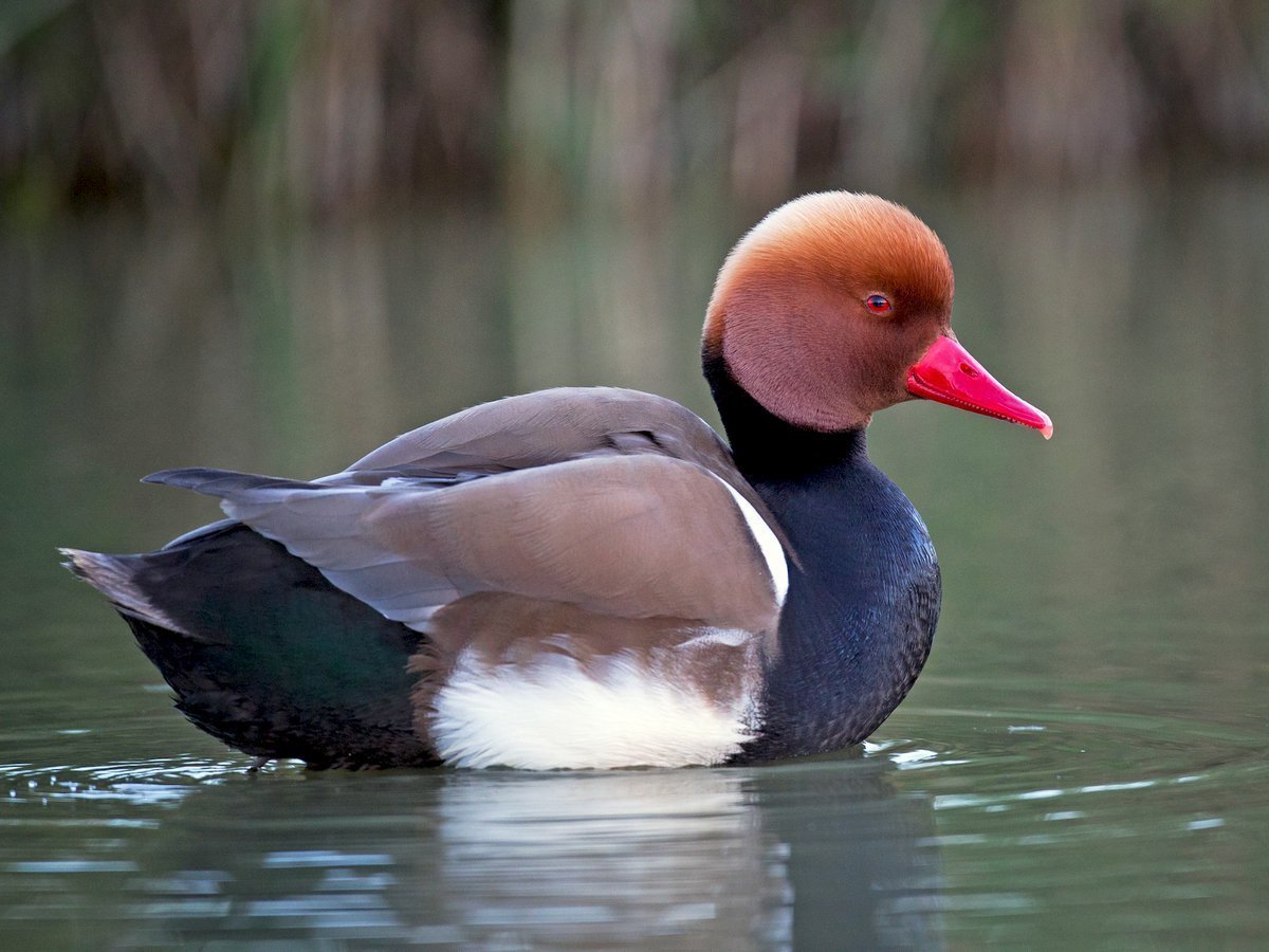 Красноклювый нырок