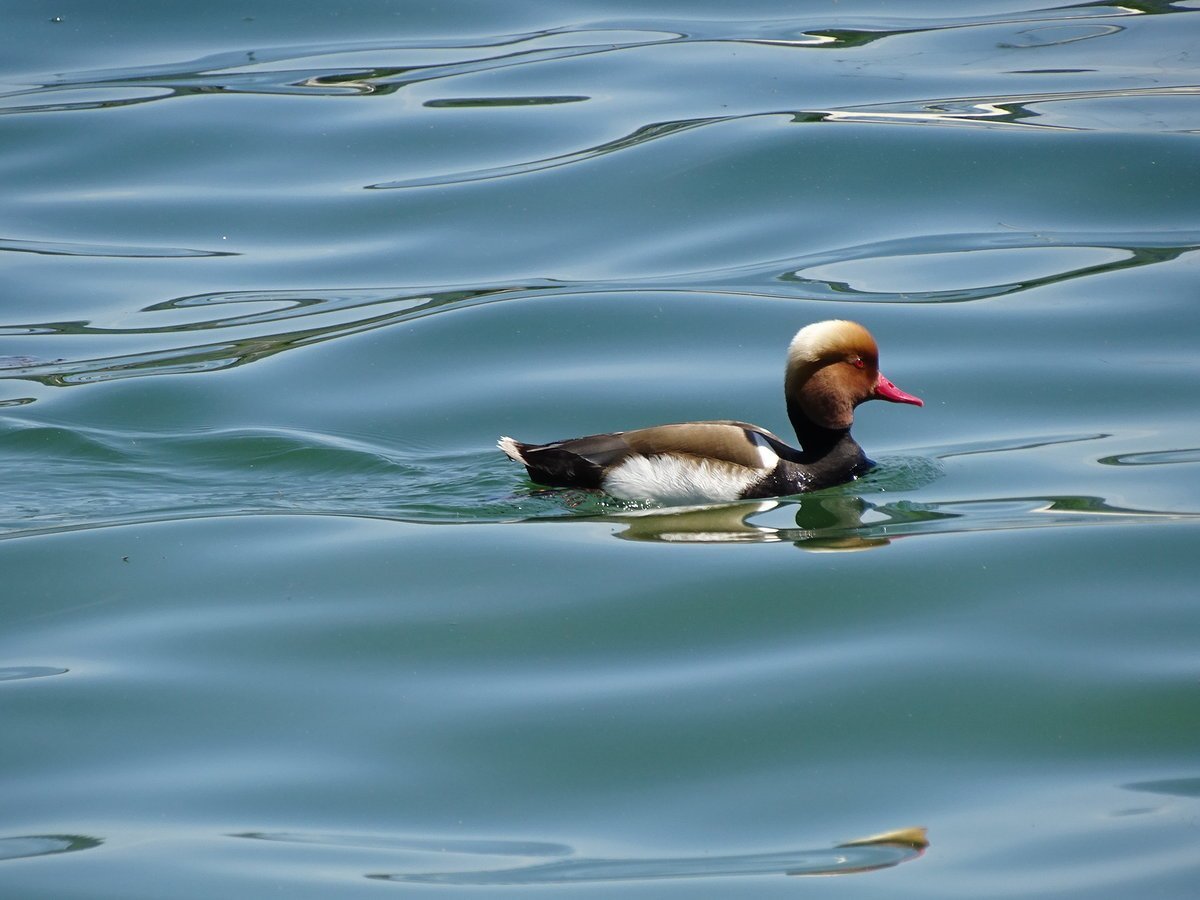 Белоглазый нырок