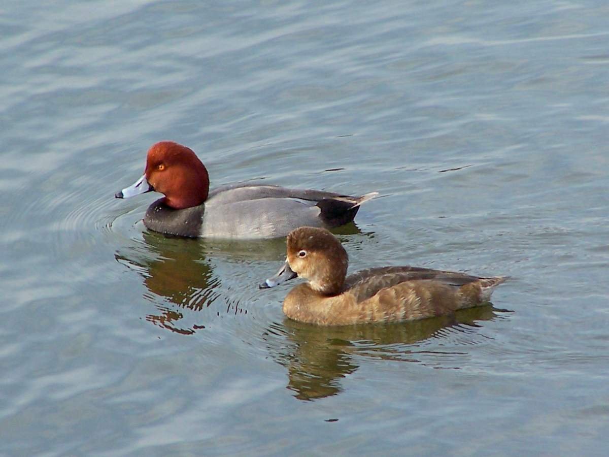 Красноголовый нырок