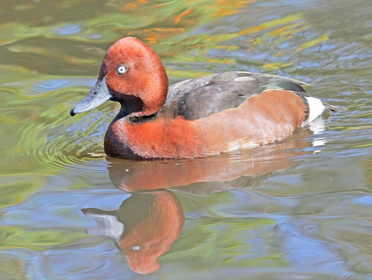 Ошейниковый нырок