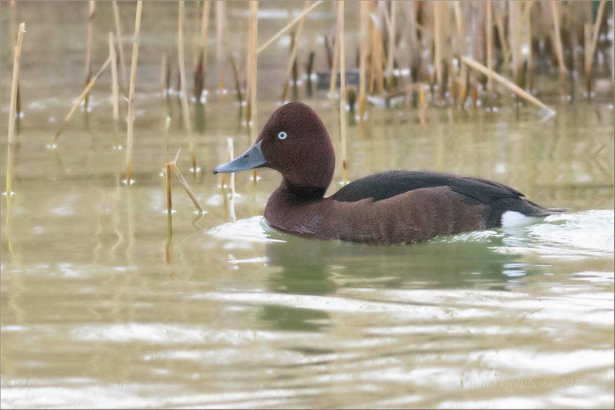 Красноносый нырок