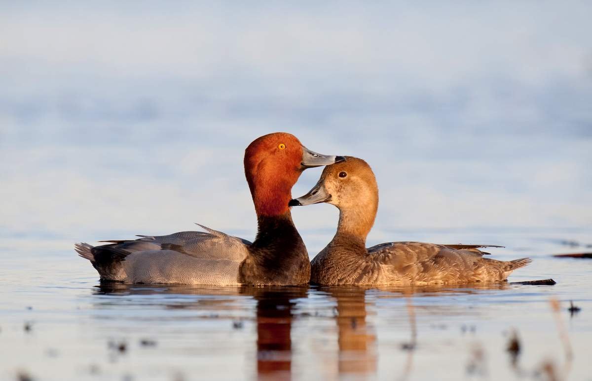 Утка красноголовый нырок