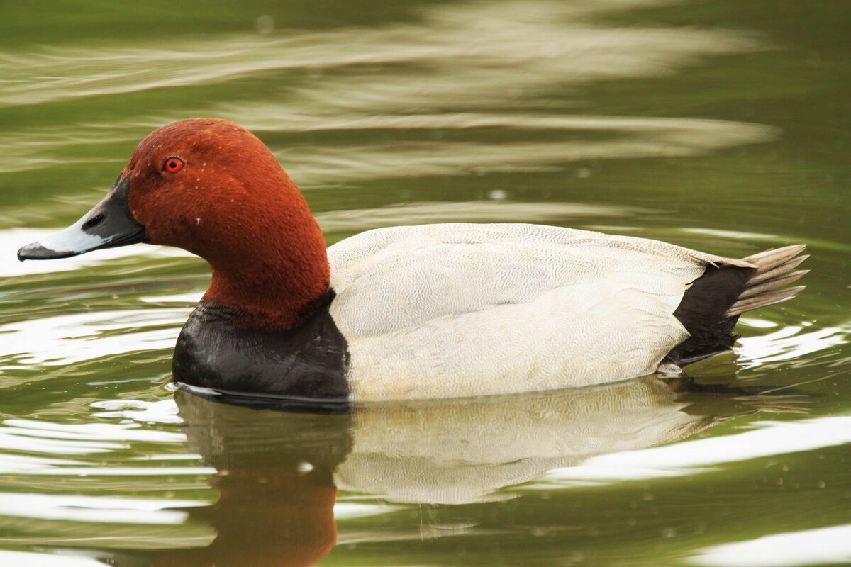 Красноголовый нырок самка