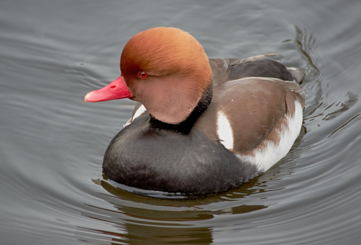 Красноглазый нырок
