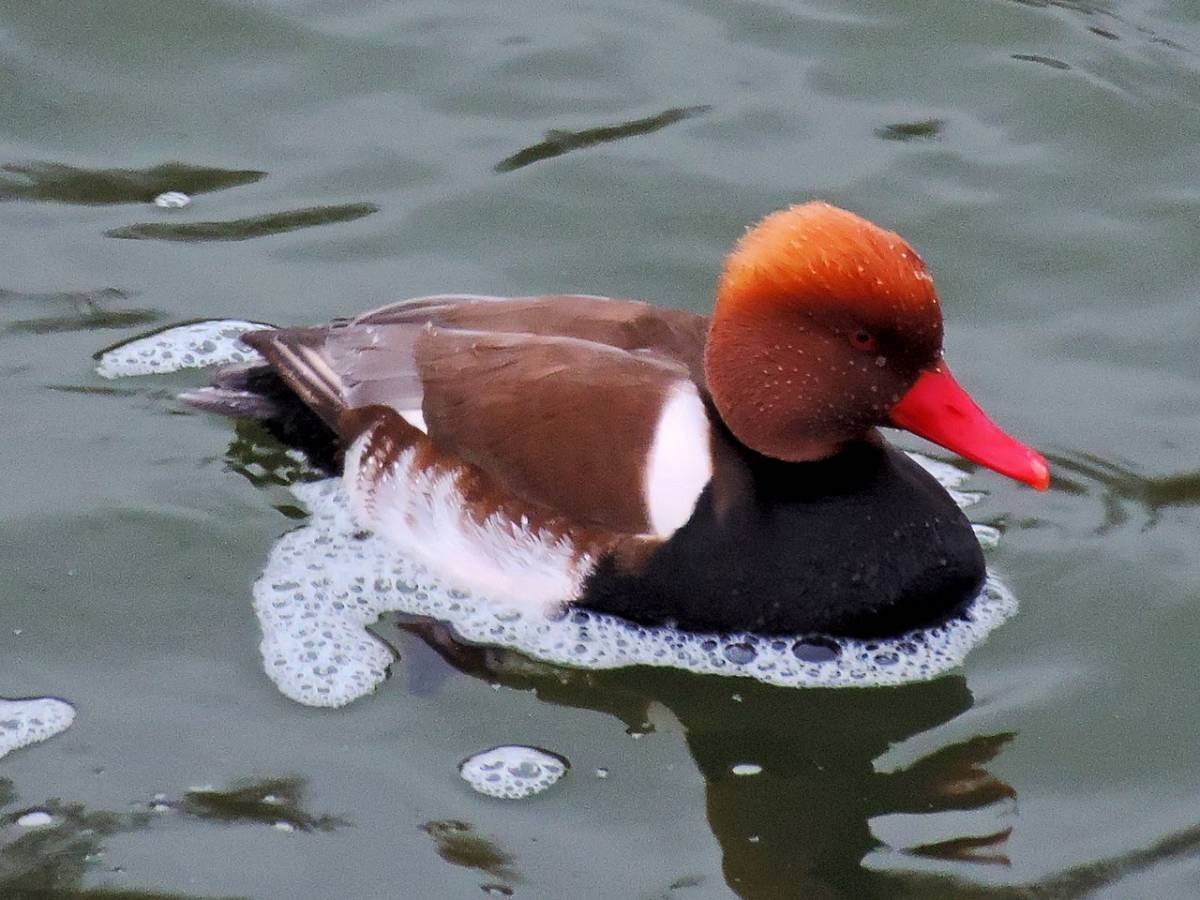 Красноносый нырок