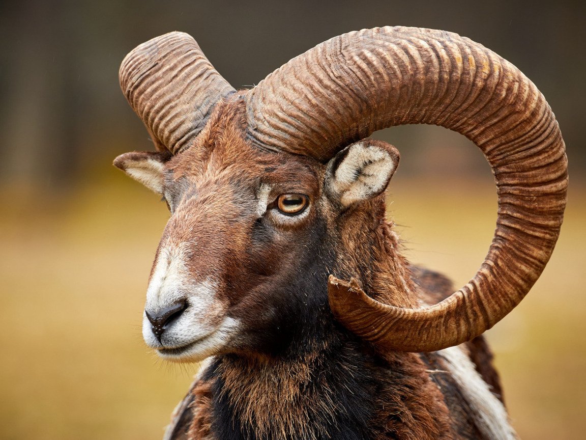 Муфлон Винторогий