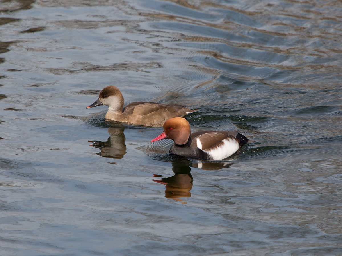 Нырок птица черная