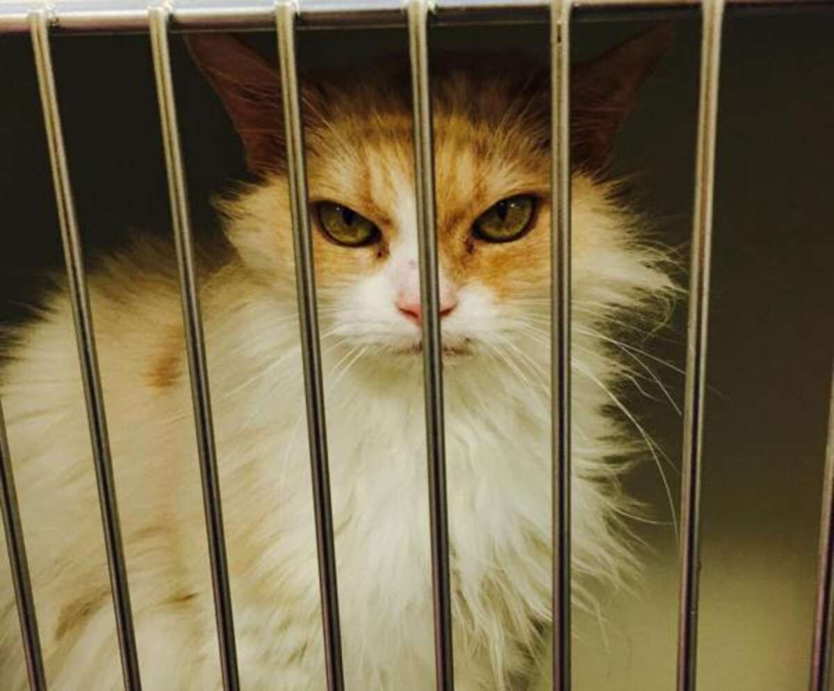 Котики в корзине