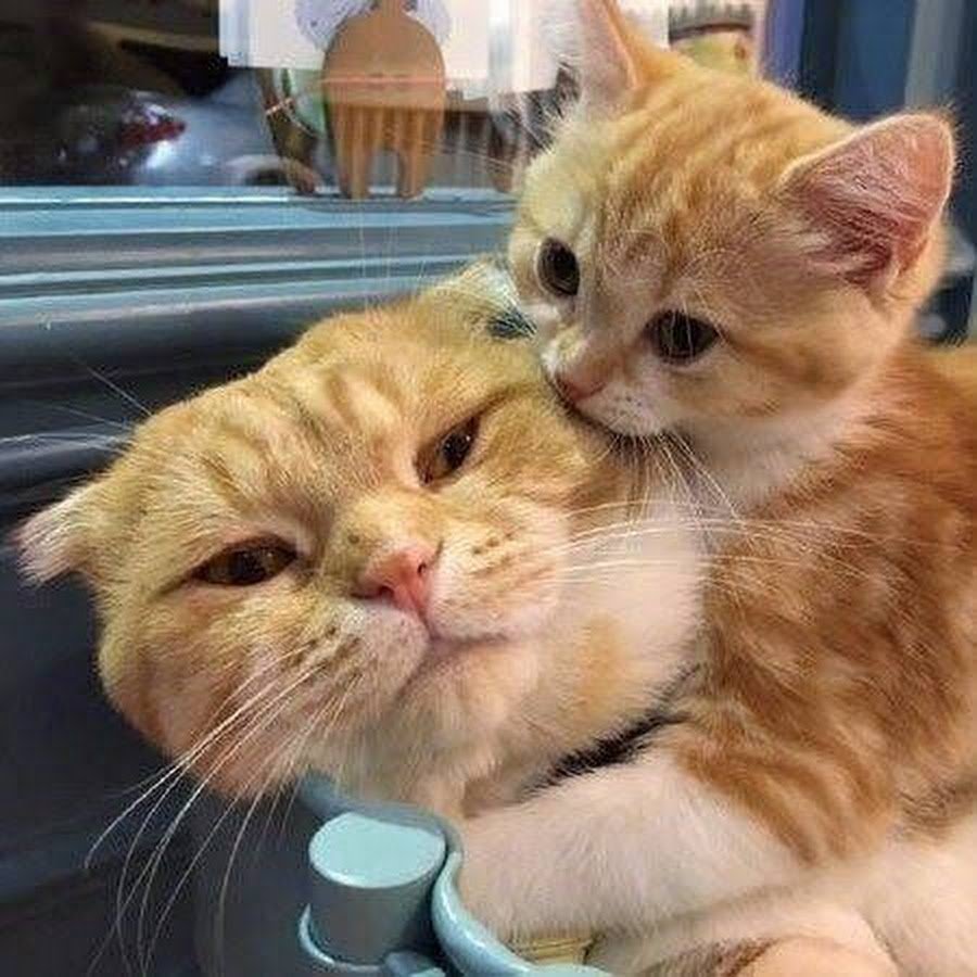 Спасибо кот