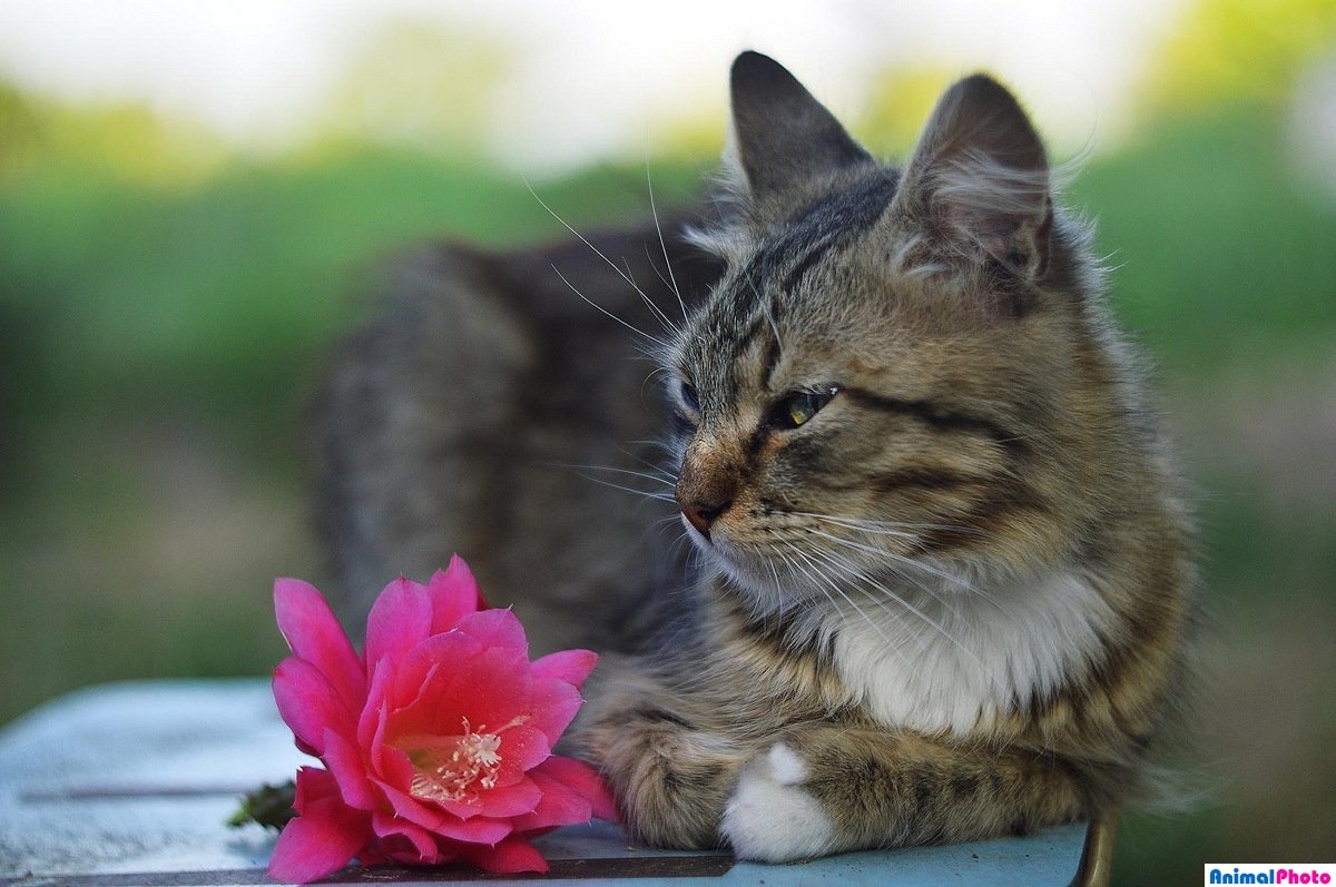 Кошачья лапка