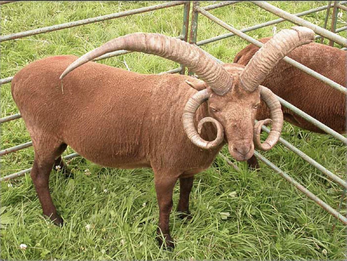 Мэнский лохтан овцы