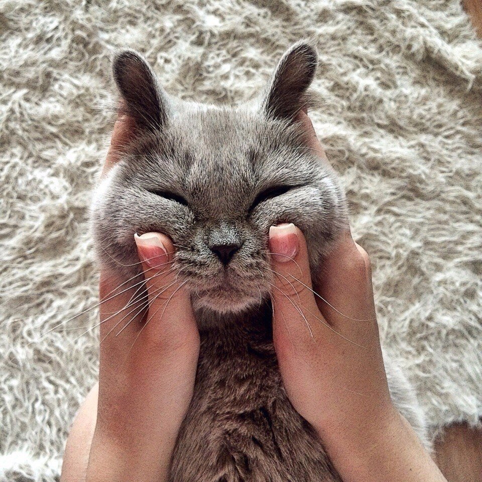 Смешные коты