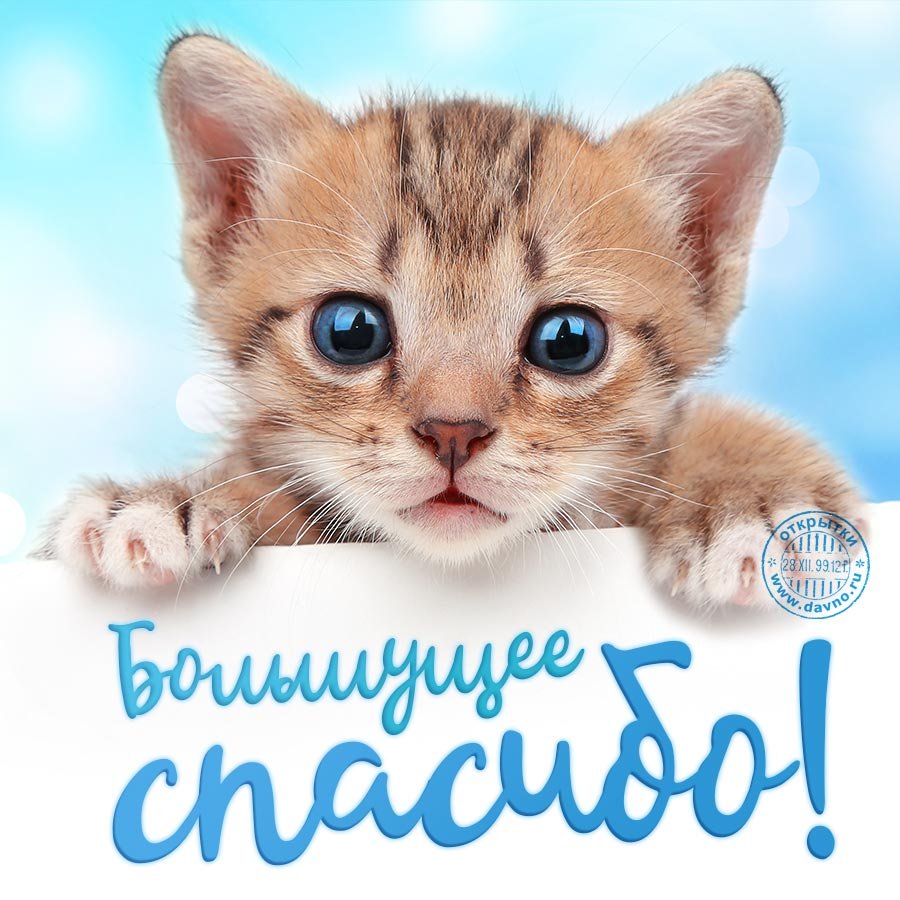 Котик спасибо