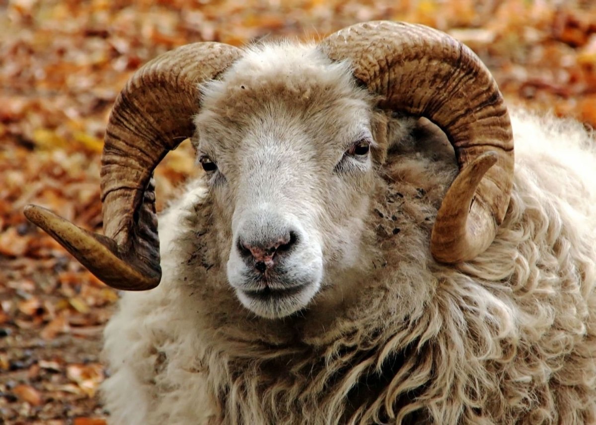 Красивый баран