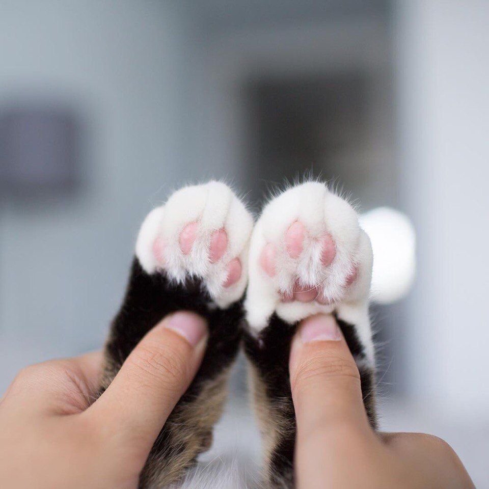 Имя Ангелина