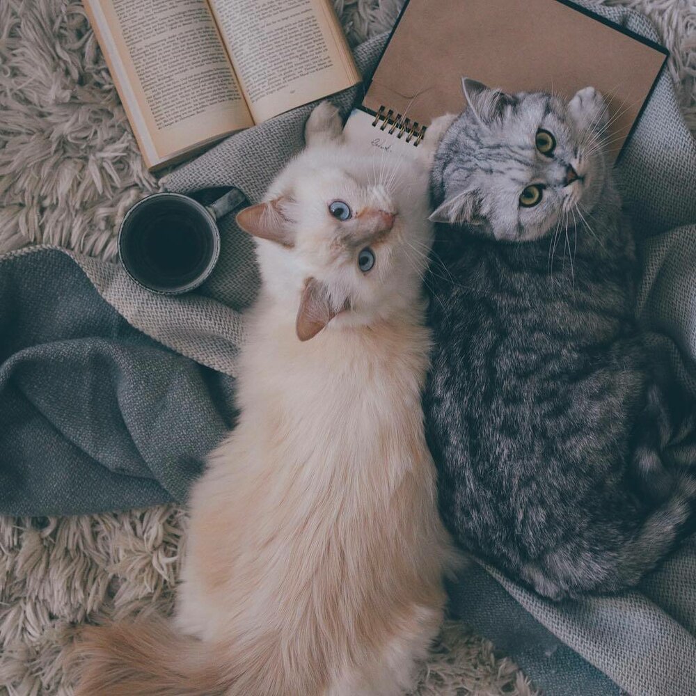 Спасибо кот