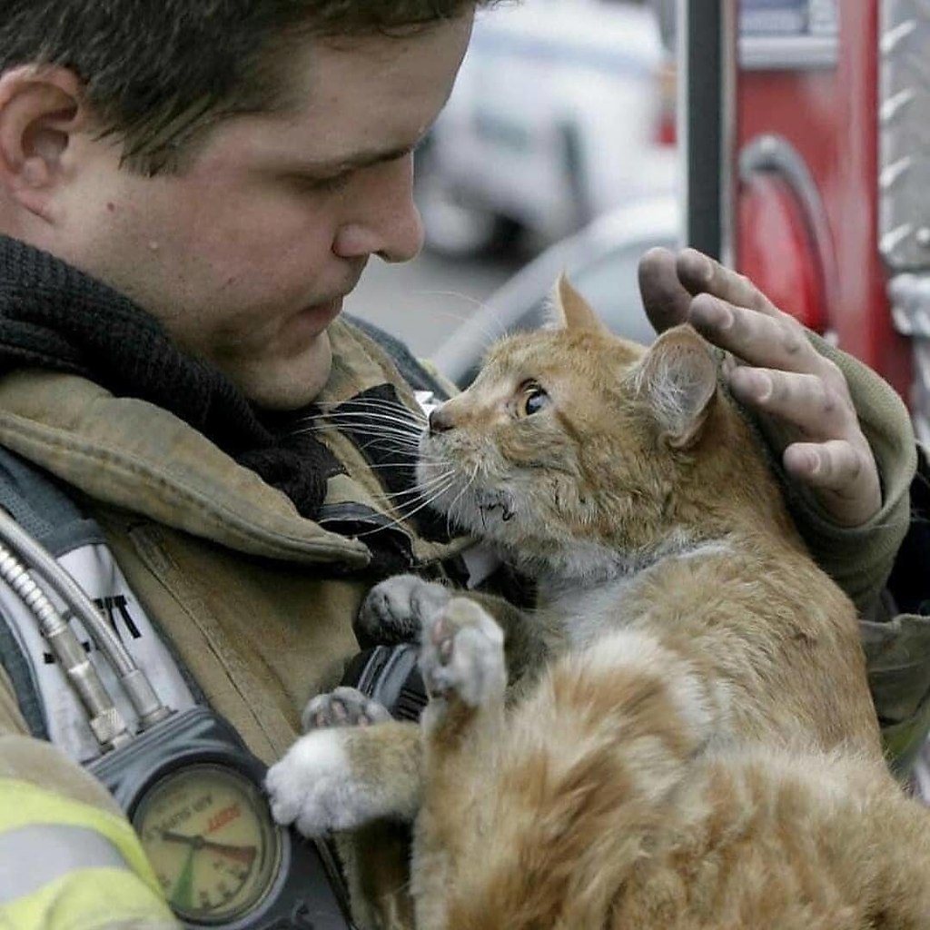 Котики Эстетика