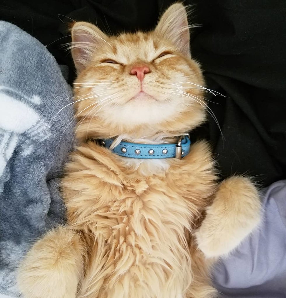 Кошки спасатели