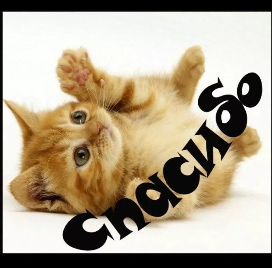 Милый котик спасибо