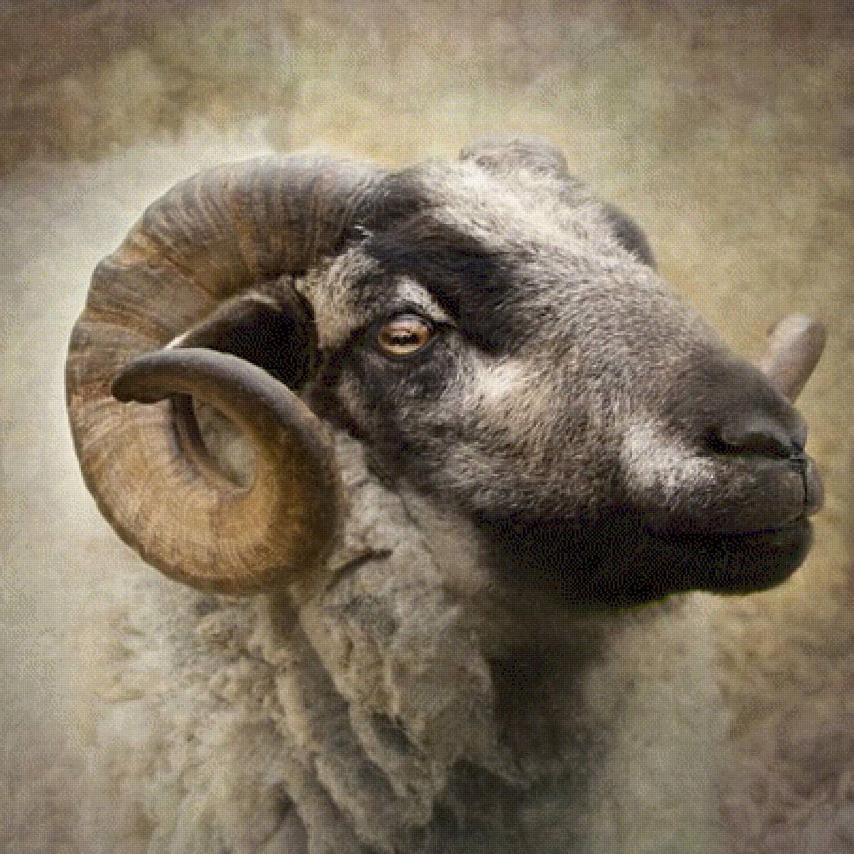 Голова барана