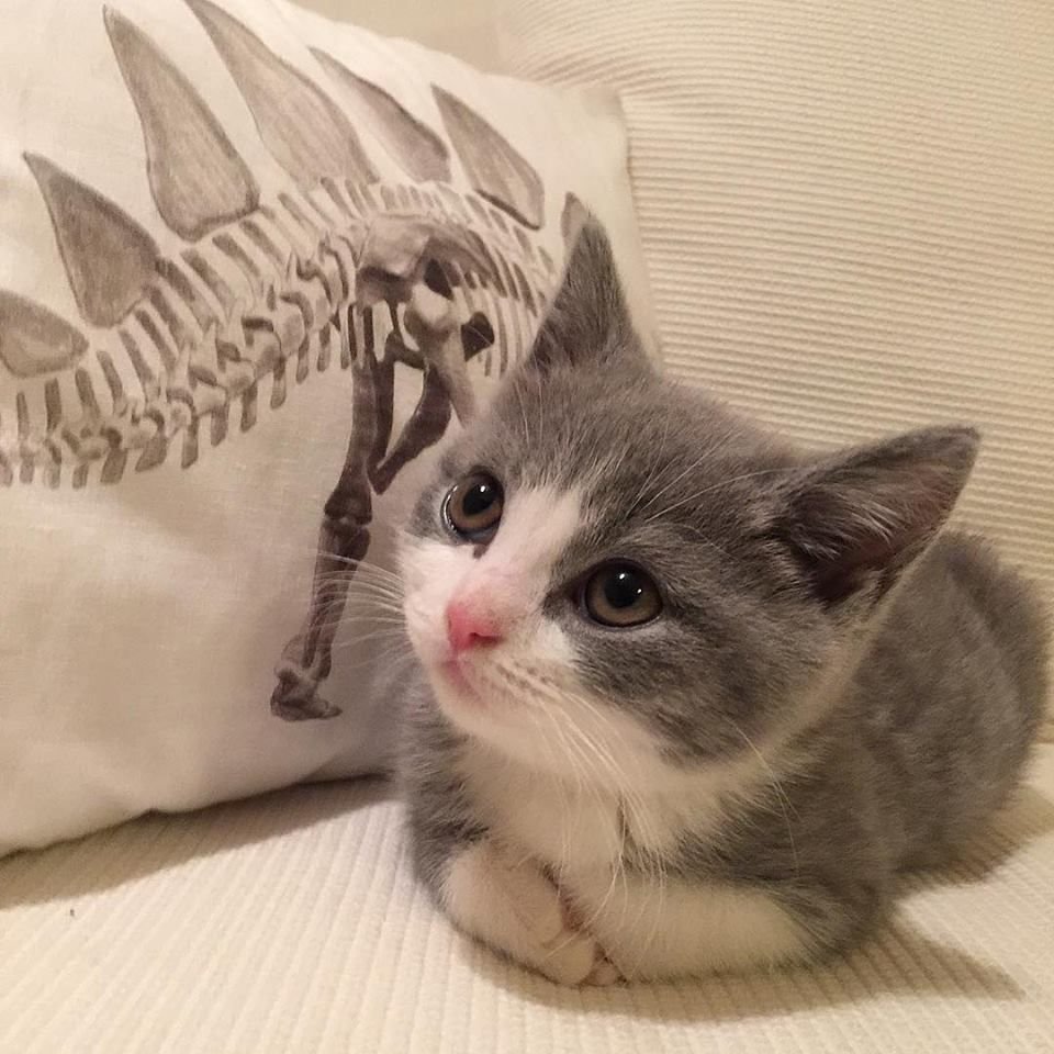 Кротик в костюме мишки