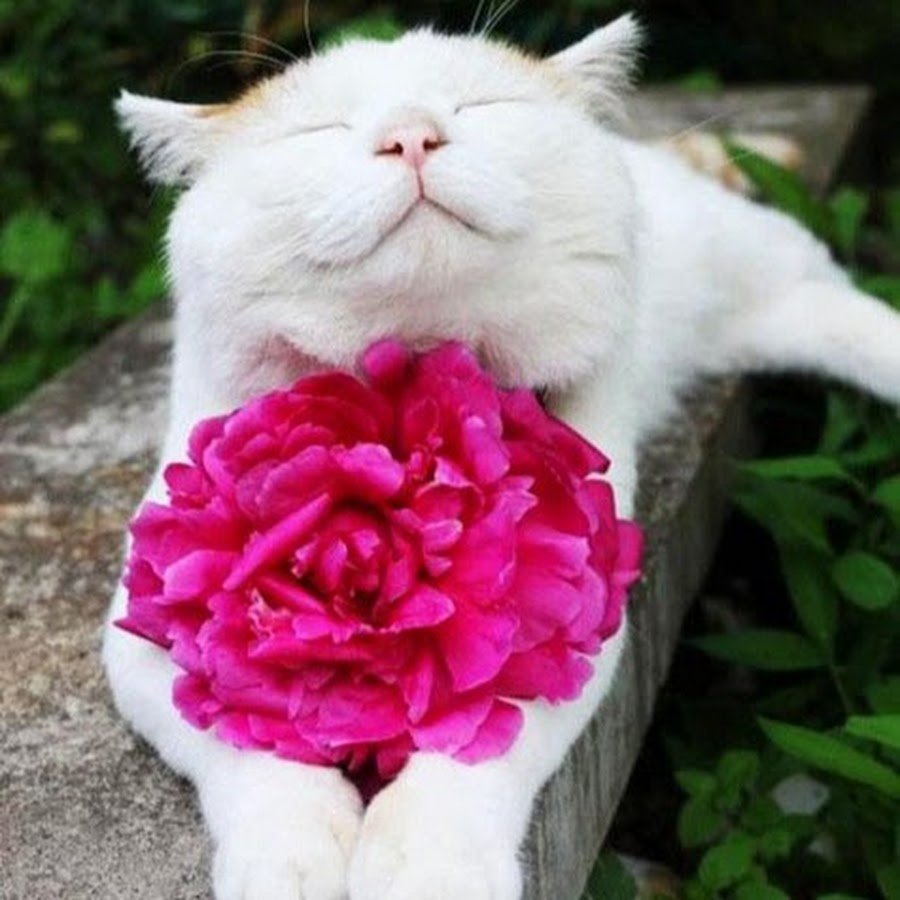 Котенок с заколкой