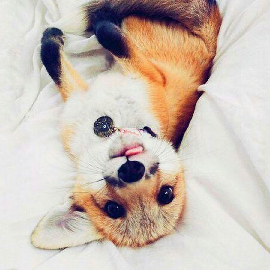 Благодарный котик