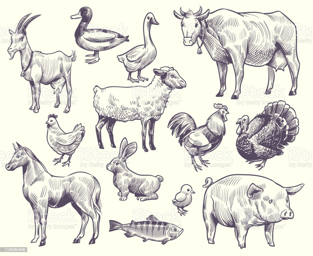 Рисунки сельхоз животных и птиц