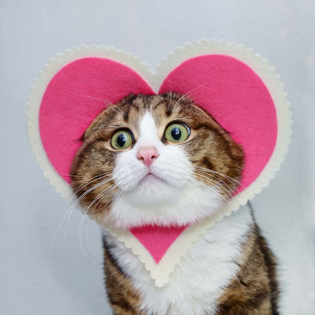 Котята Эстетика