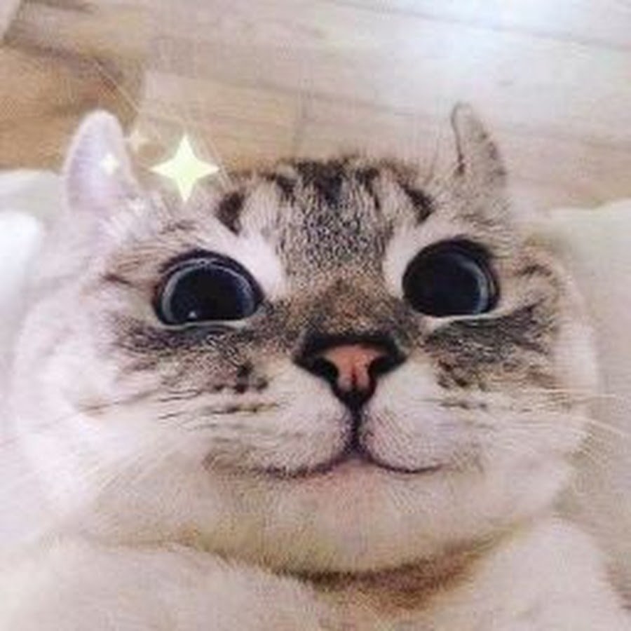 Кошачий уют