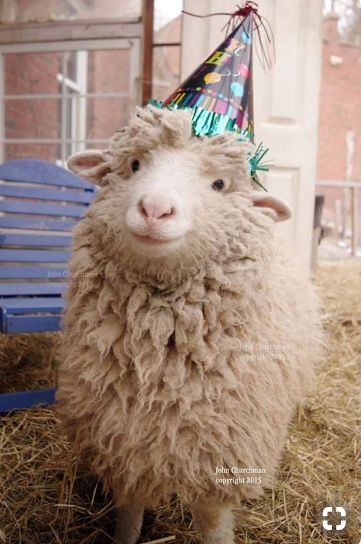 Баран в зоопарке