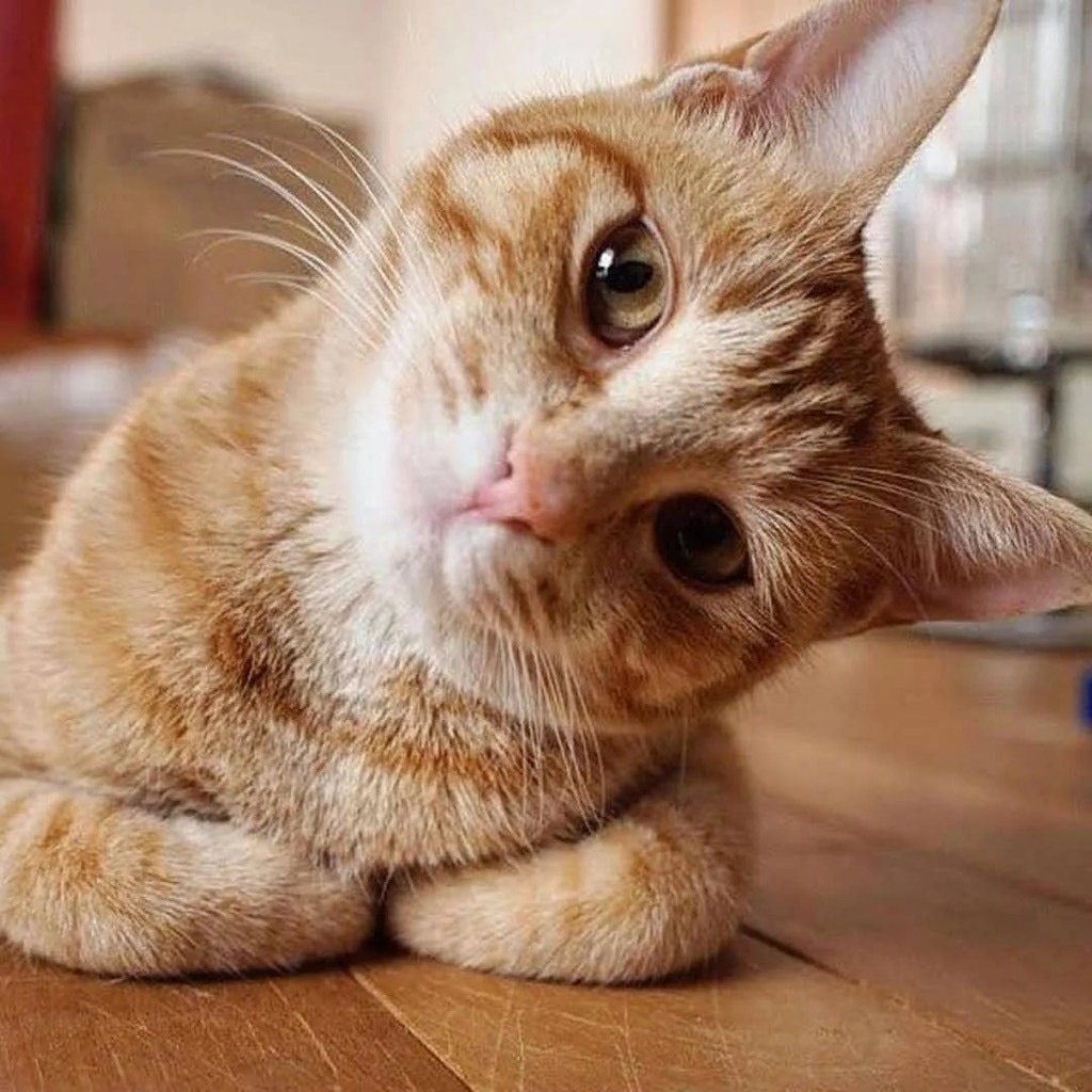 Благодарный кот