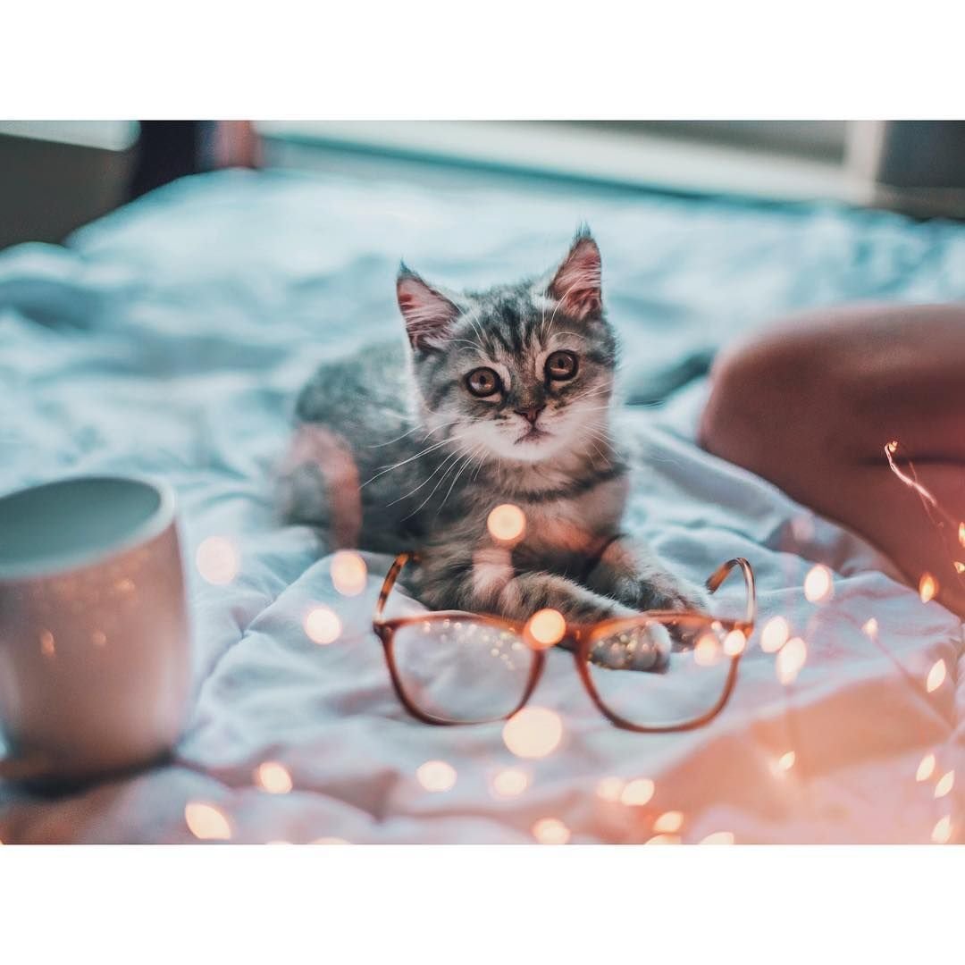 Девушка с британским котом