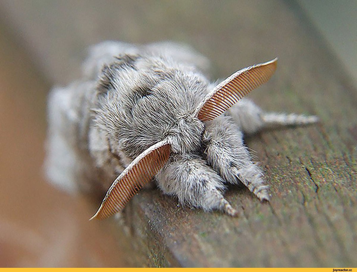 Венесуэльский пуделевый мотылек