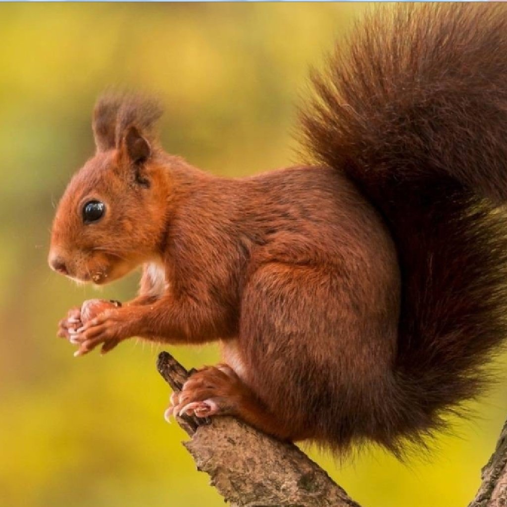 Белка обернулась