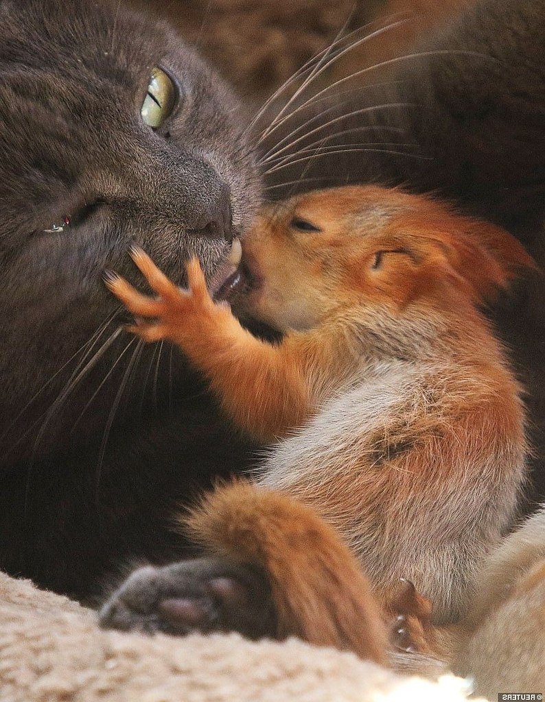 Белка и кот