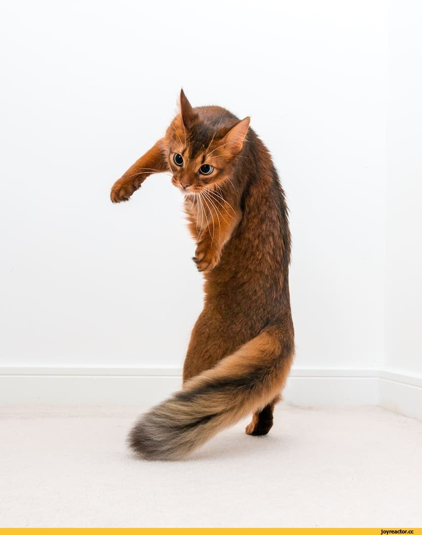 Сомалийская кошка