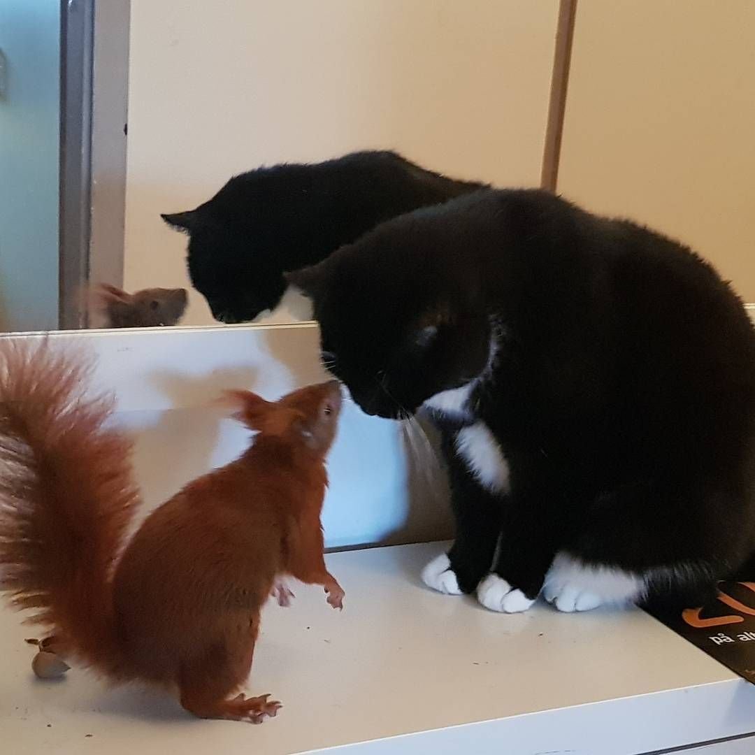 Белка и кот