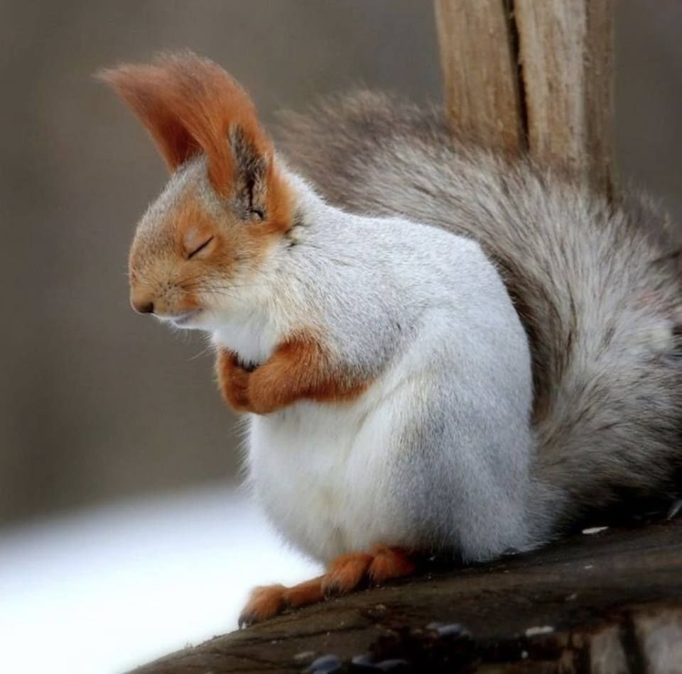 Белка белая с рыжим
