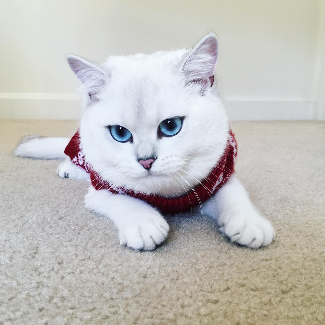 Коби кот милота