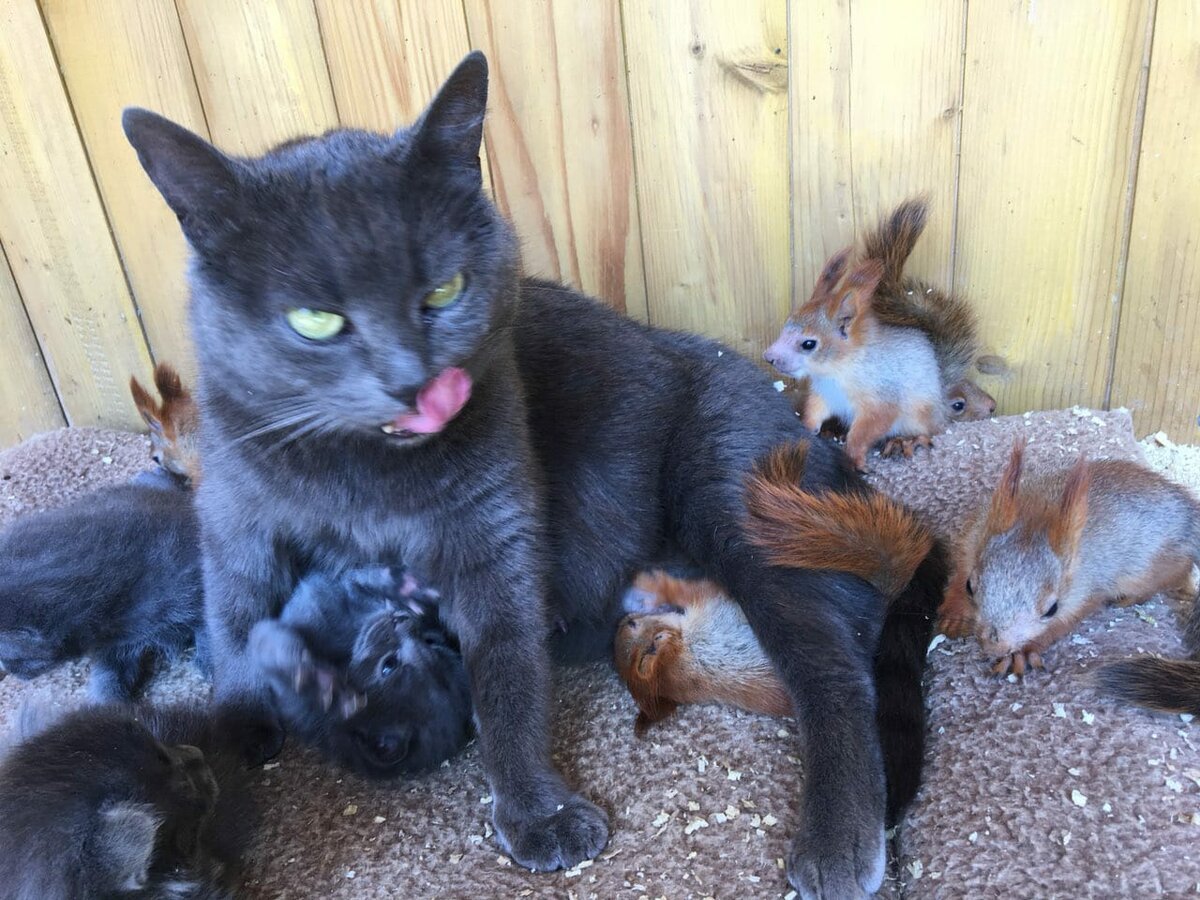 Кошка усыновила бельчат