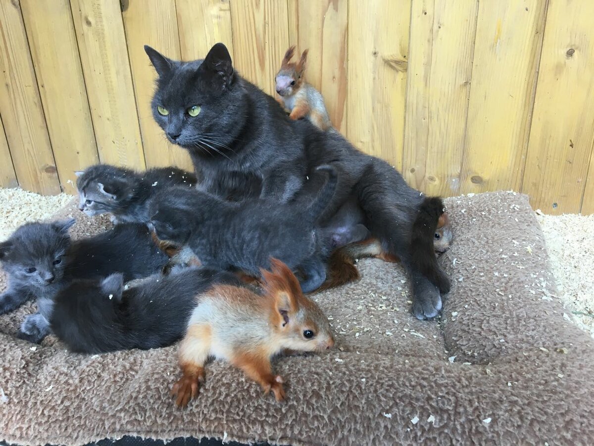 Кошка усыновила бельчат