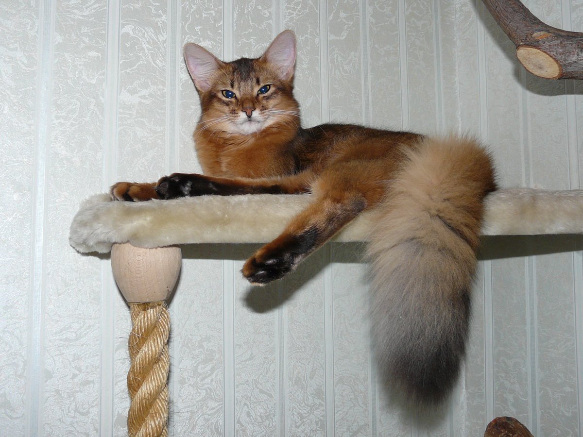 Кошка похожая на белку