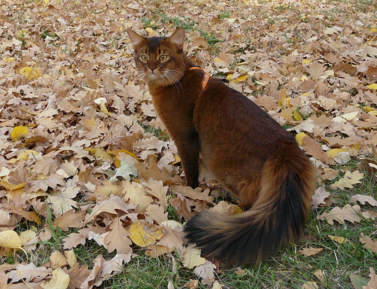 Сомалийская кошка белка