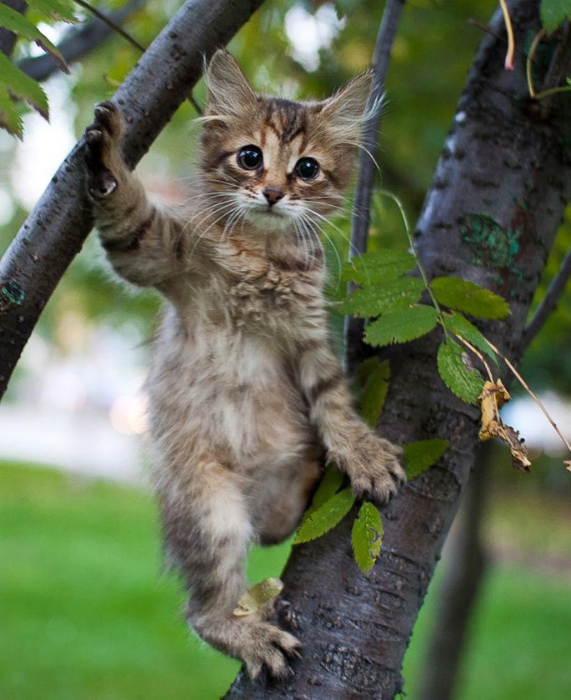 Фото котенок на дереве реальное