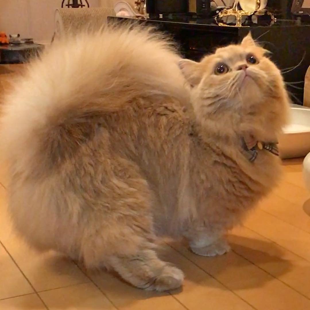 Кот с беличьим хвостом